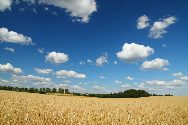 Campo de trigo dorado, cielo azul y nubes — Foto de Stock