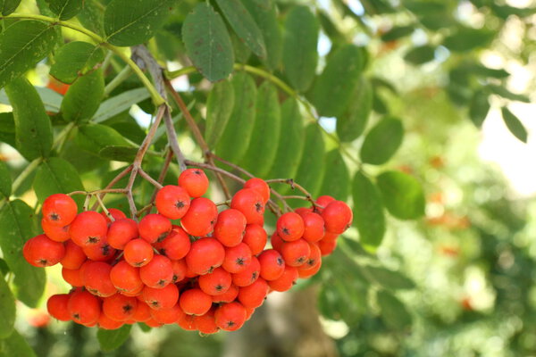 Rowan berries on a tree