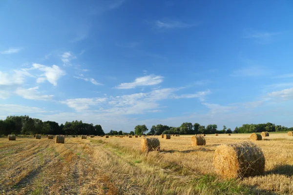Fardos de palha em terras agrícolas — Fotografia de Stock