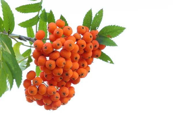 Rowan berries isolated on white — Stock Photo, Image