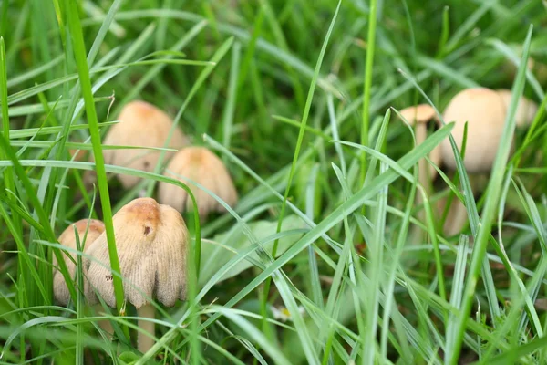 在草丛中有毒蘑菇 — 图库照片