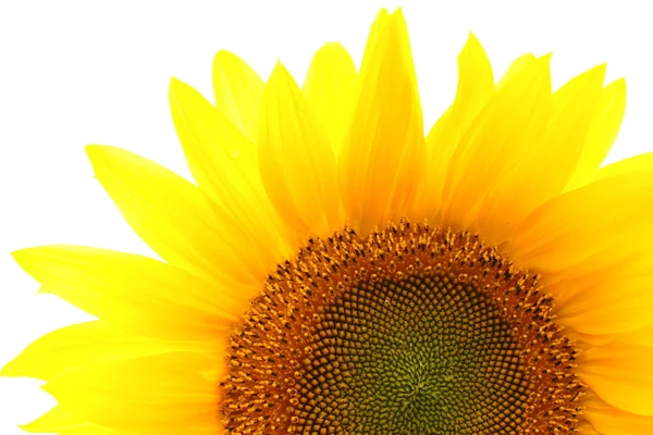 Single sunflower isolated over white — Stock Photo, Image