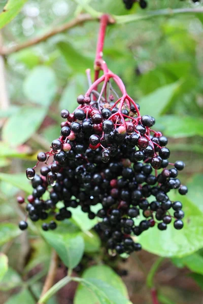 Black elderberry — Stock Photo, Image