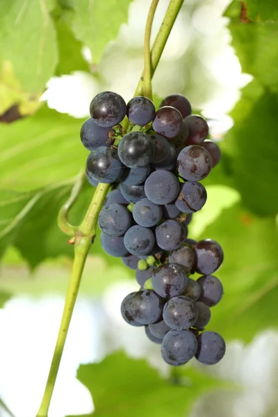 Blue grapes ready for harvest — Stock Photo, Image