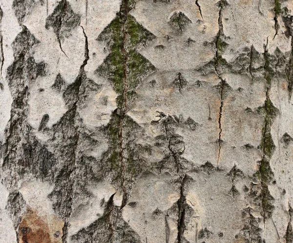 Casca de vidoeiro - textura natural — Fotografia de Stock