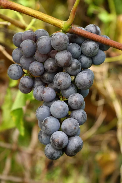 Kék szőlő kész betakarításra — Stock Fotó