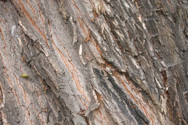 Casca de árvore velha coberta com teias de aranha — Fotografia de Stock