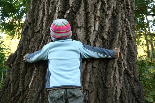 Αγόρι προσπαθεί να αγκαλιάζω τεράστια παλιό δέντρο — Φωτογραφία Αρχείου