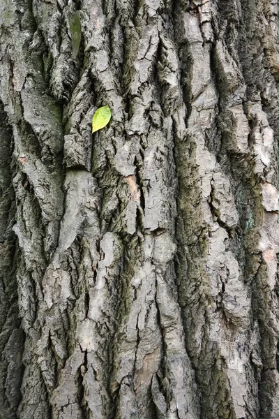 나무 껍질에 단 하나 잎 — 스톡 사진