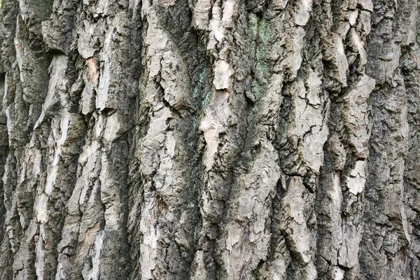 Corteza de árbol vieja - textura natural — Foto de Stock