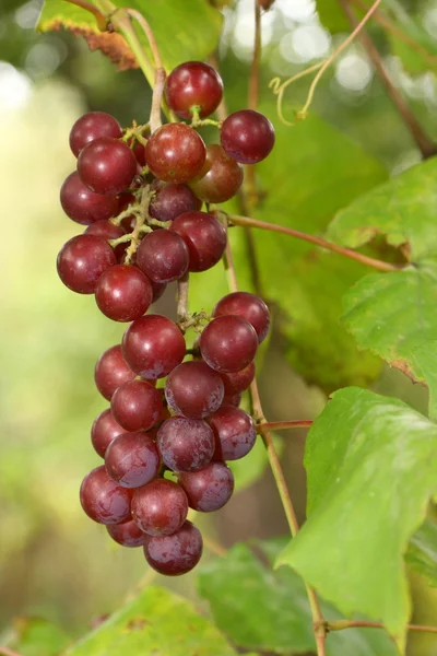 Vörös szőlő kész betakarításra — Stock Fotó