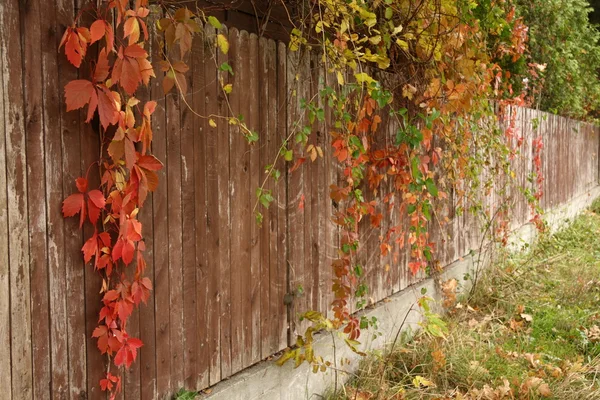 Bir çit üzerinde kırmızı sarmaşık — Stok fotoğraf