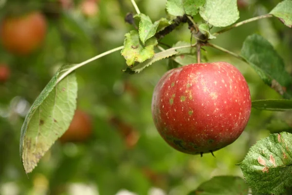 Single ripe apple on a tree — Stock Photo, Image