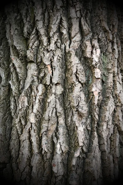 Grunge casca de árvore velha — Fotografia de Stock