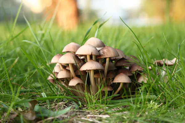 Groep van giftige paddestoelen in een gras — Stockfoto