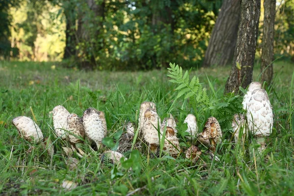 毒蘑菇在森林中的组 — 图库照片