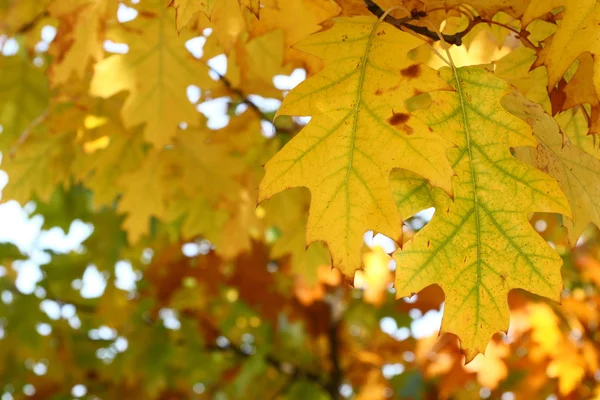 黄色橡树叶-自然纹理 — 图库照片
