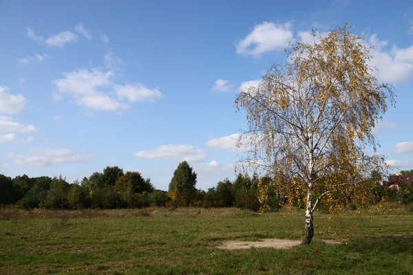 Lonely birch tree in autumn — Stock Photo, Image