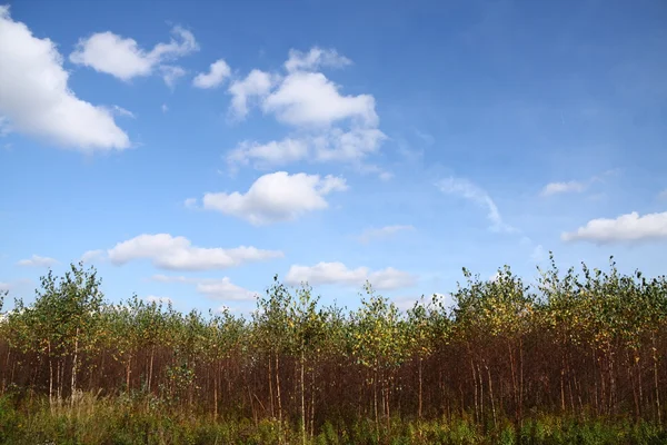 Junge Birken im Herbst — Stockfoto