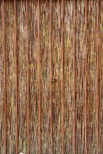 Жива огорожа з тростини - натуральна текстура — стокове фото