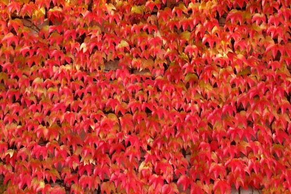 Creeper red leaves - natural texture — Stock Photo, Image