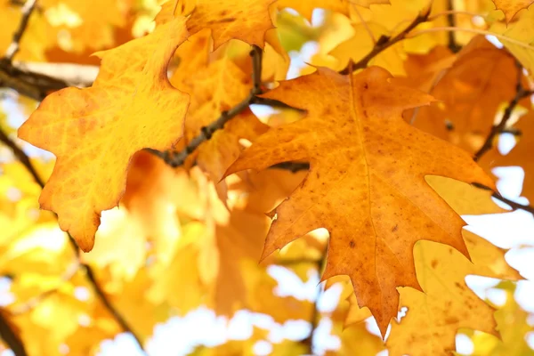Blätter aus gelber Eiche - natürliche Textur — Stockfoto