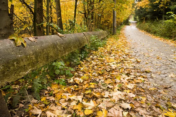 Route couverte de feuilles — Photo