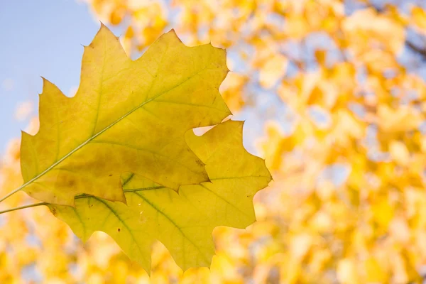 Folhas de carvalho amarelo no outono — Fotografia de Stock