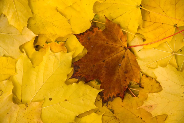 Bruine blad op gele bladeren — Stockfoto