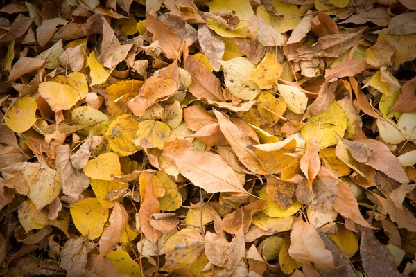 Hintergrund der trockenen Blätter — Stockfoto