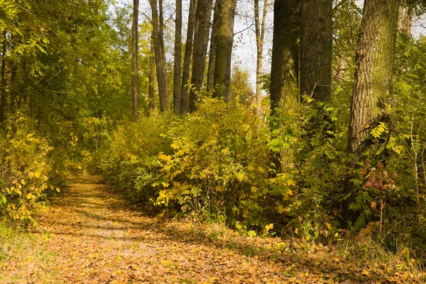 公园在路径上的黄色树叶 — 图库照片