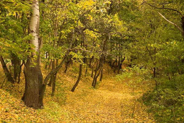 Hojas amarillas en camino en el parque — Foto de Stock