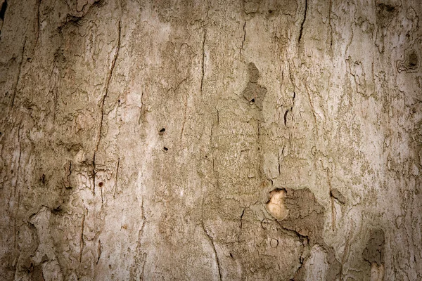 오래 된 나무껍질 배경 — 스톡 사진