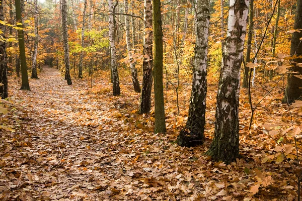 Yellow leaves on path in forest — Stock Photo, Image