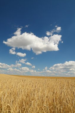altın buğday alan üzerinde mavi gökyüzü