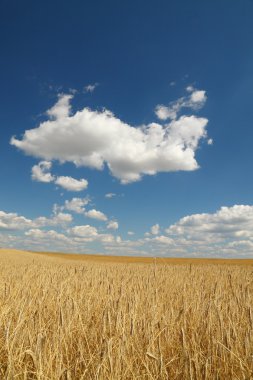 Golden wheat field over blue sky clipart