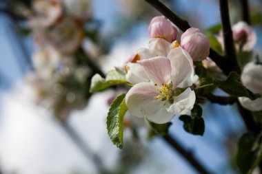 Bahar elma çiçeği