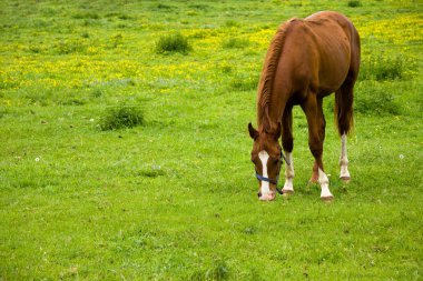 Horse eating grass clipart