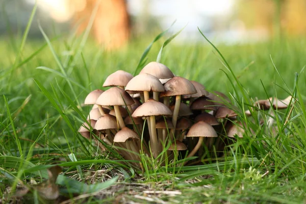 Grupo de cogumelos venenosos em uma grama — Fotografia de Stock
