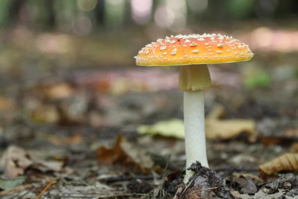 Één paddestoel in een forest — Stockfoto