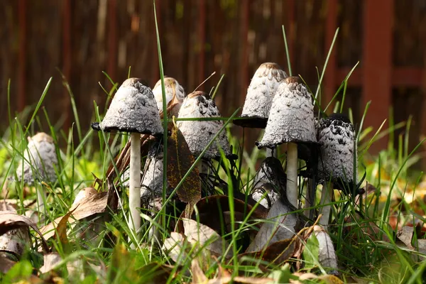 毒蘑菇在草丛中的组 — 图库照片