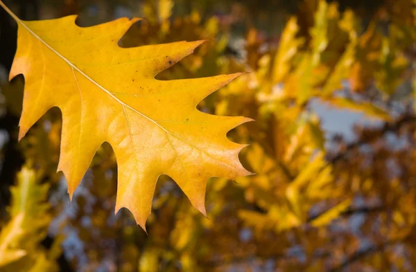 Žlutý dubový list na podzim — Stock fotografie