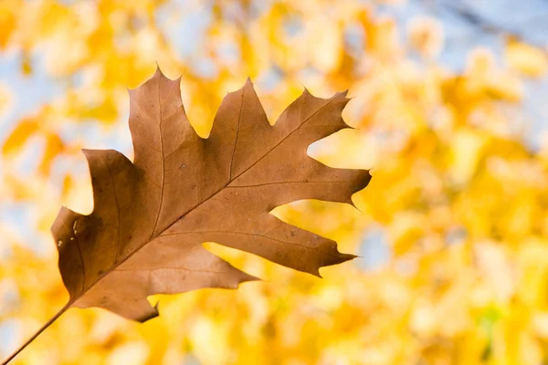 Bruine eiken blad in de herfst — Stockfoto