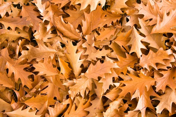Золотим дубовим листям — стокове фото