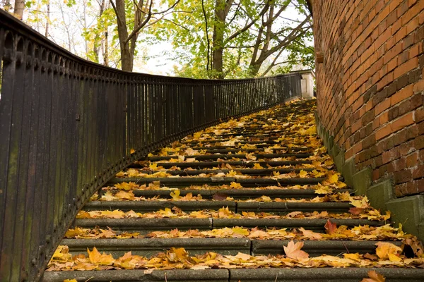 Escaliers couverts de feuilles — Photo