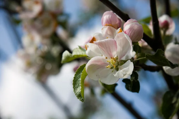 ดอกแอปเปิ้ลฤดูใบไม้ผลิ — ภาพถ่ายสต็อก
