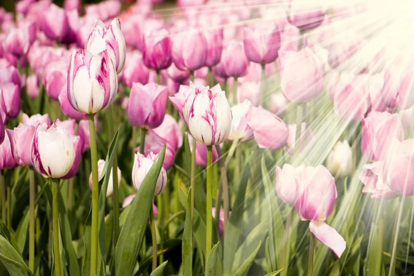 Fialové tulipány a paprsky slunce — Stock fotografie