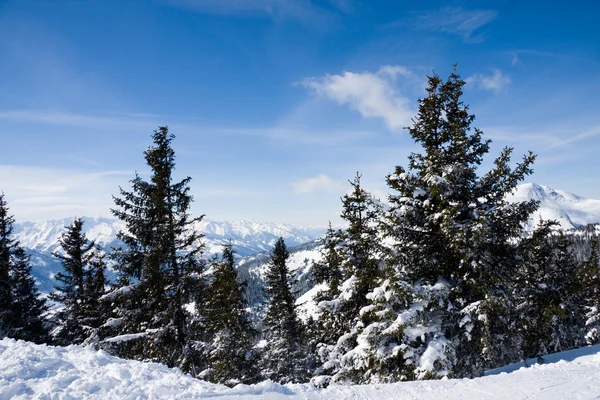 Zimowy las w górach. — Zdjęcie stockowe