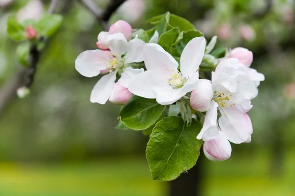 Blossoming apple flower. — Stock Photo, Image