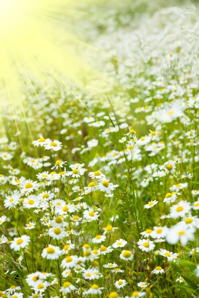 Kamille veld en zon stralen — Stockfoto